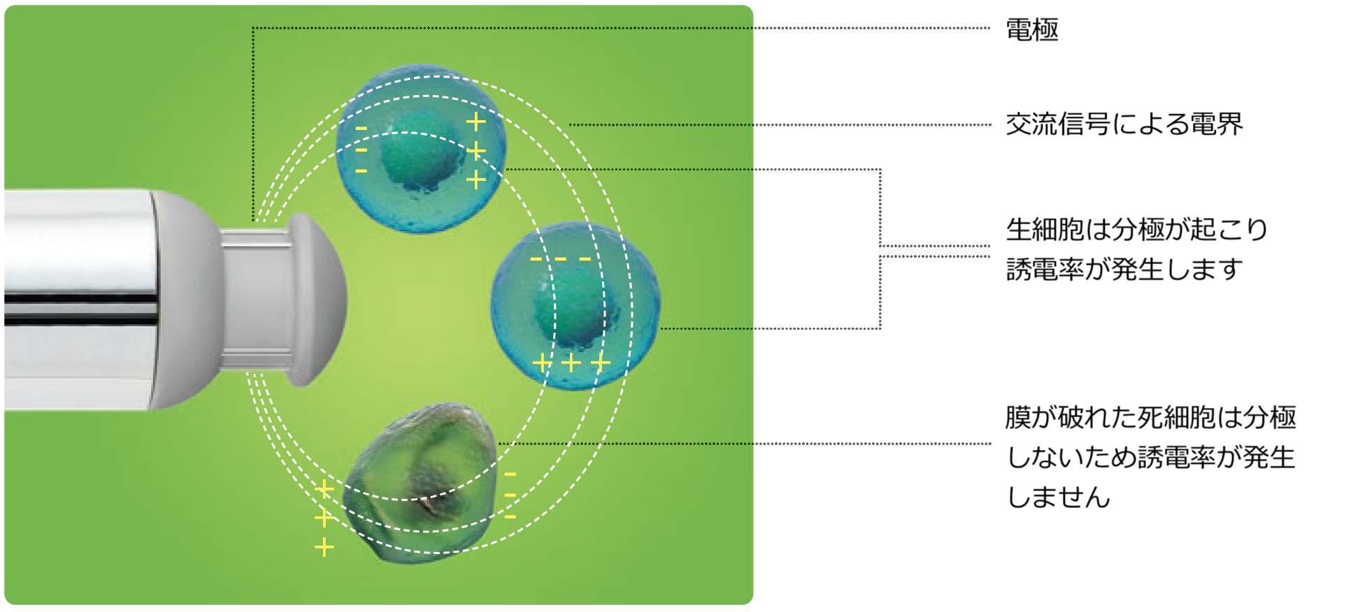 Hamilton Viable Cell Density Sensor Incyte Arc Measuring Principle